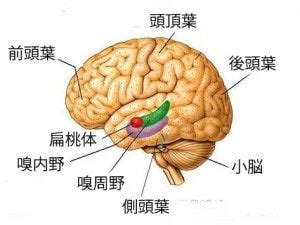 梁葉|脳葉